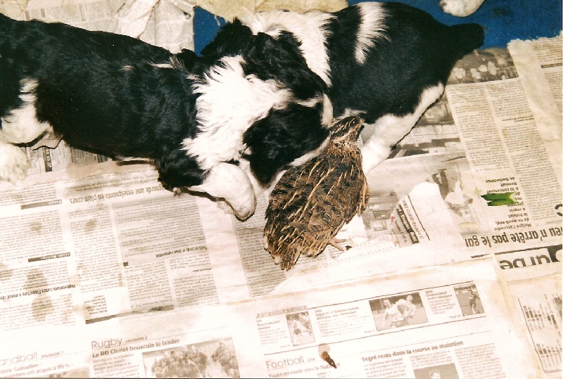 Chiots nés à la maison
